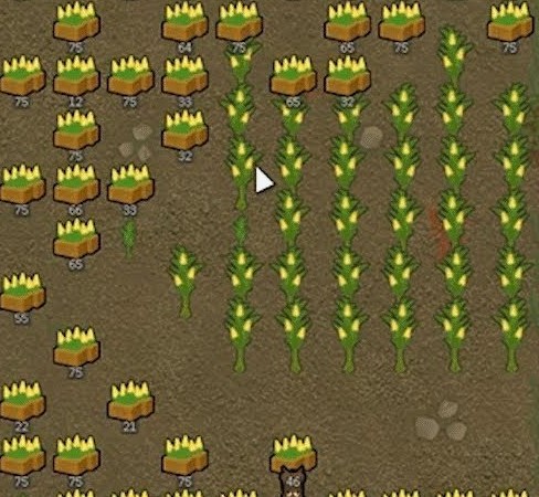 corn rimworld crop